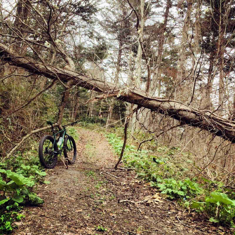 Rear view of a Surly Krampus bike, green, on a dirt trail with a fallen tree hanging over, in the woods