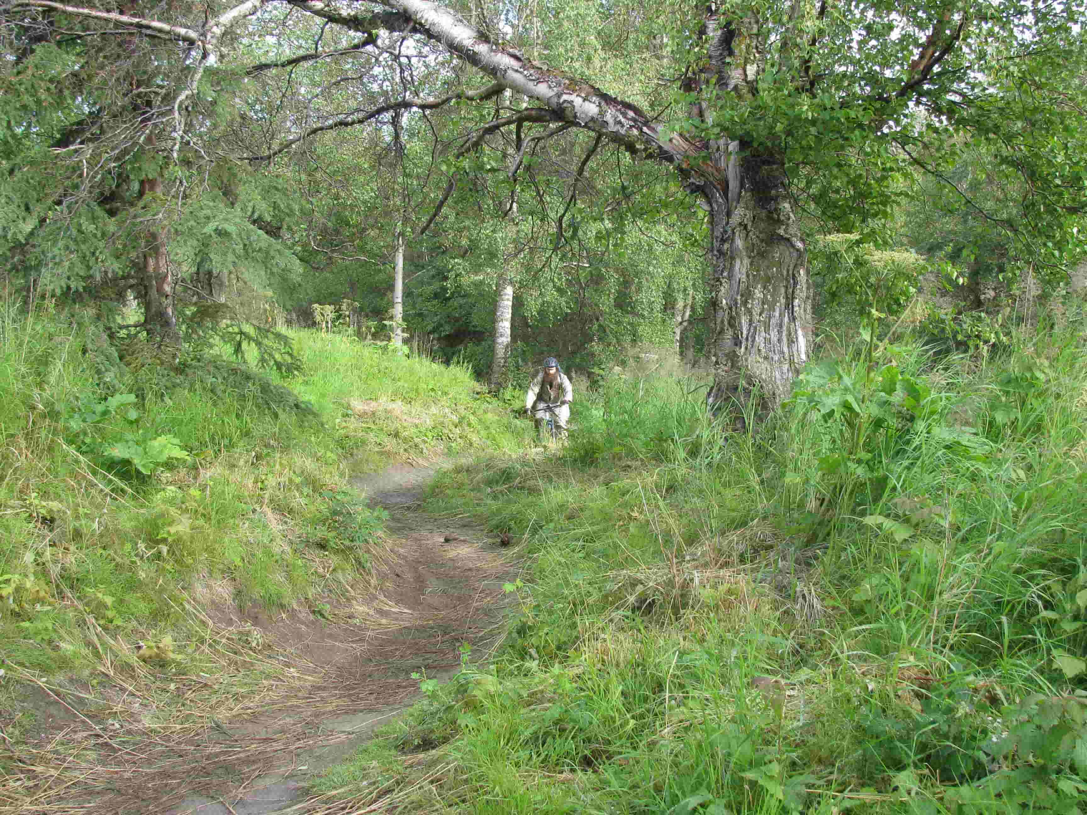 Front view of a cyclist riding a Surly bike on a dirt trail in grassy forest
