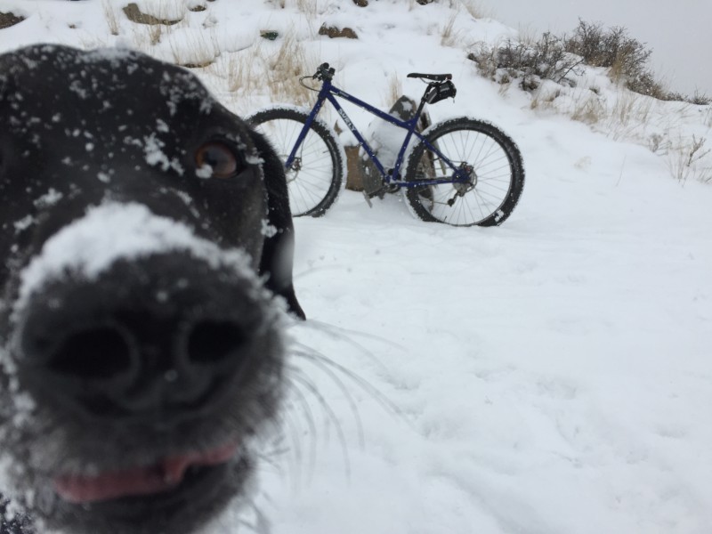 Left side view of a blue Surly Krampus bike, in deep snow, with a dog face peeking in on the left side of the image