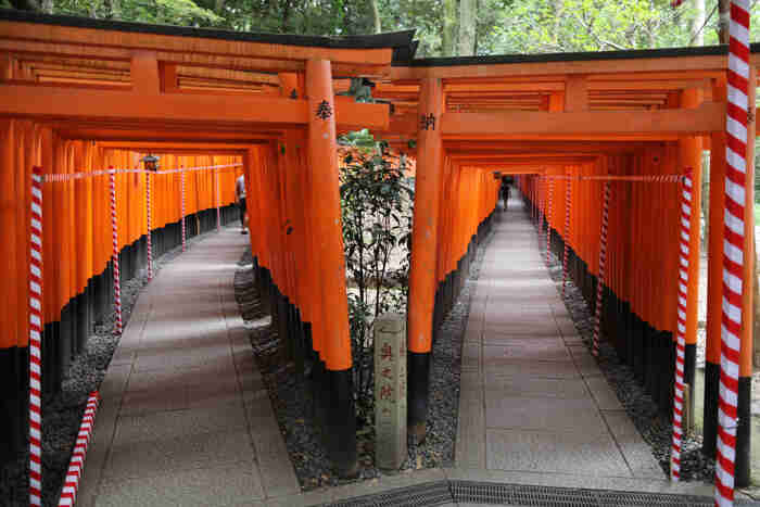 Straight away view of 2 separate stone block paths, with each having red, Japanese torii gates arching over