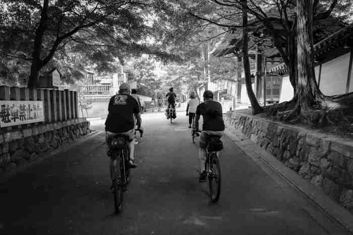 Rear view of cyclists riding their bikes, on a paved road, with short stone walls on the sides and trees on top of them