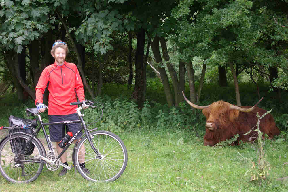 Right side view of a black Surly Long Haul Trucker bike, with a cyclist behind, next to a bull lying in the weeds