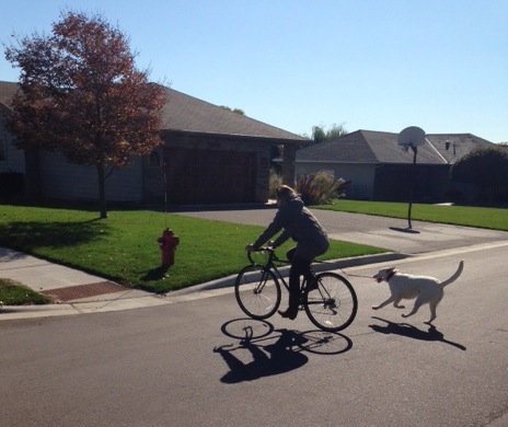 Left side view of a cyclist, riding a Surly bike across a neighborhood street, with a dog running at their side