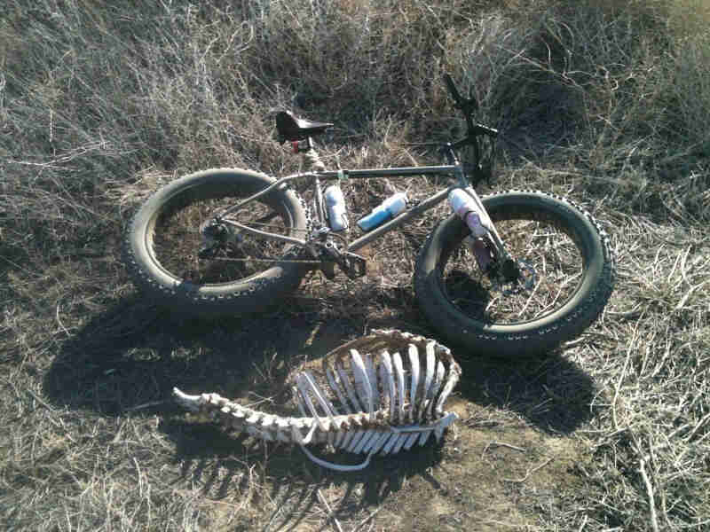 Right side view of a Surly fat bike, laying on the ground with flattened brush, next to an animal skeleton