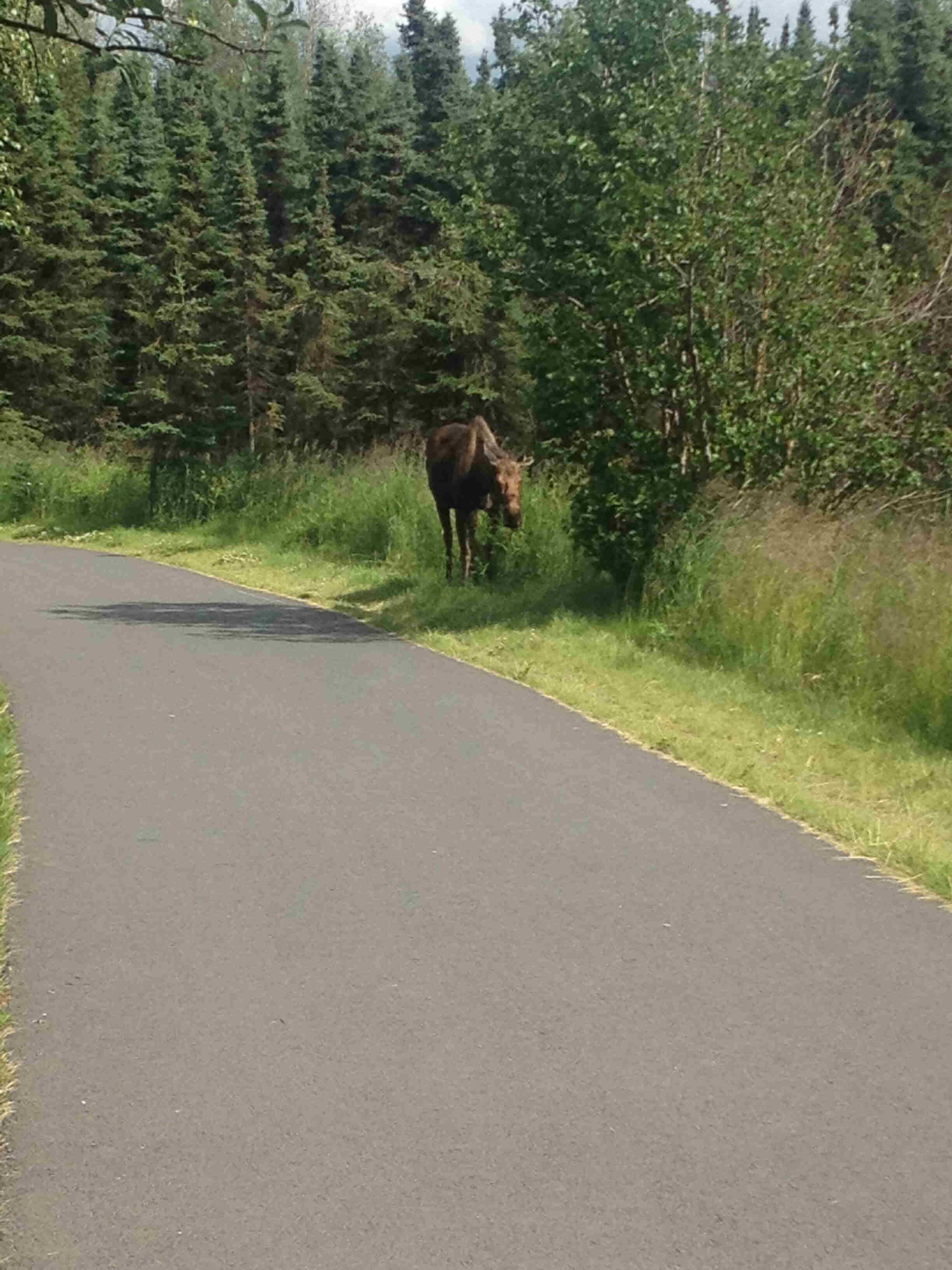 Front view of a moose, standing in the weeds beside a paved trail, with trees behind it
