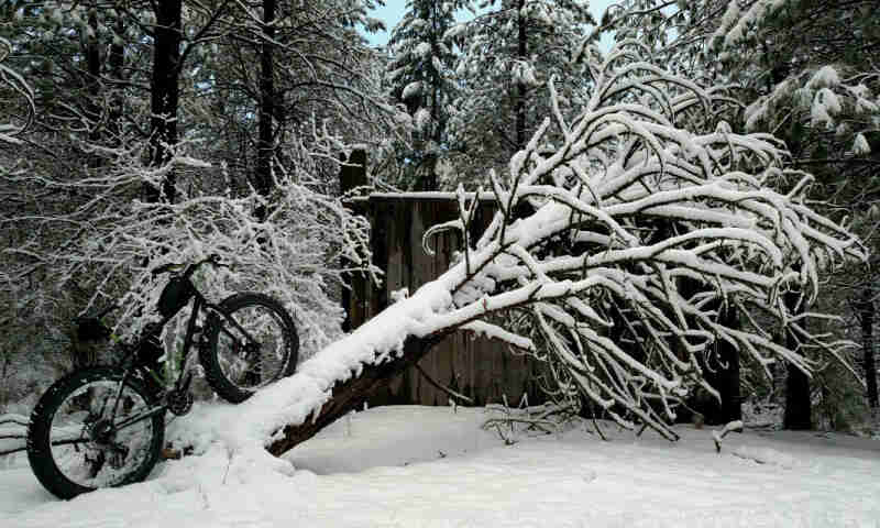 Right side view of a fat bike, parked on a snow covered, leaning tree, in front of a snowy forest