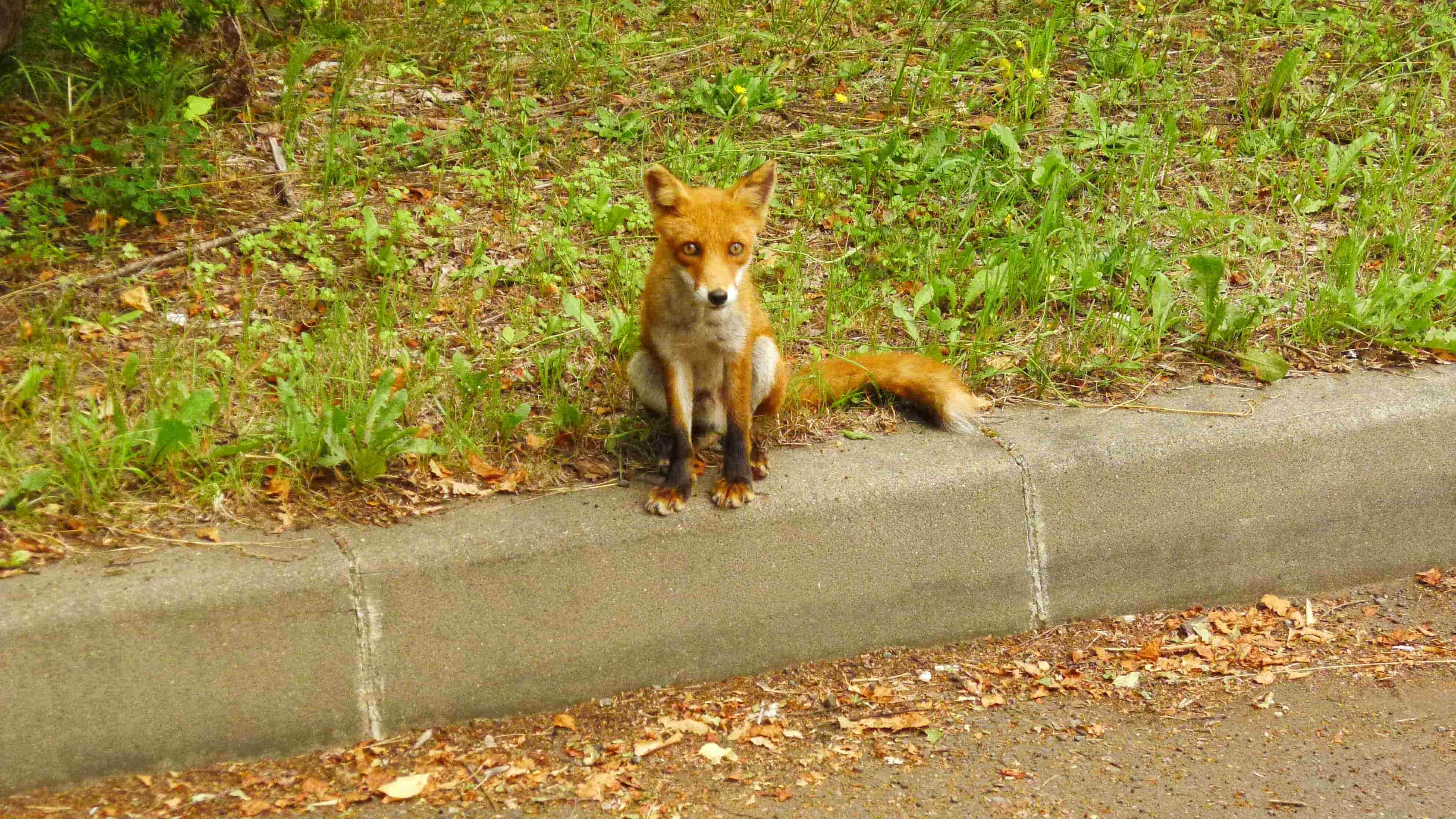 Front view of a red fox sitting on top of a street curb, with a grass area behind it