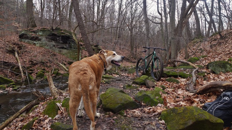 Front view of a green Surly bike, parked on mossy rocks next to a river in the woods, with a dog in the foreground