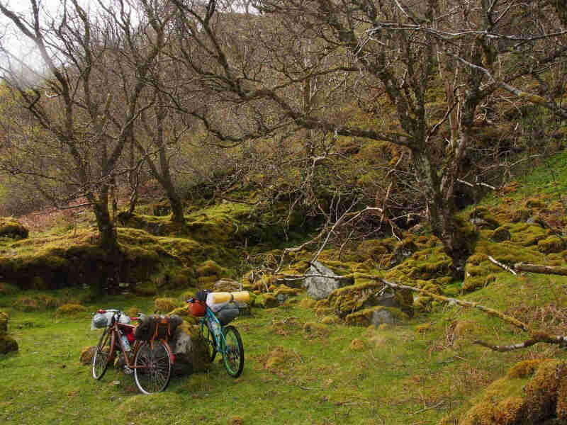 Two bikes loaded with gear, parked against a mossy boulder, in a grassy area at the base of a hill in a forest