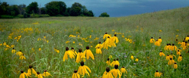 A prairie field with black eye susan flowers, with trees in the background