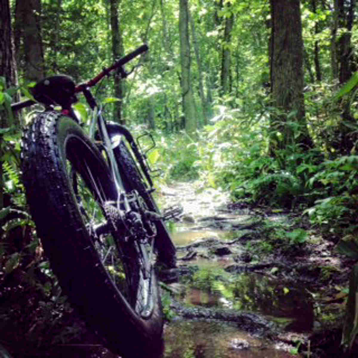 Rear view of a Surly Pugsley bike, parked in a small brook, in the forest