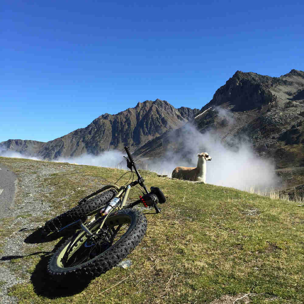 Rear view of a Surly Pugsley fat bike, laying on a grassy hill next to an alpaca, with mountains in the background