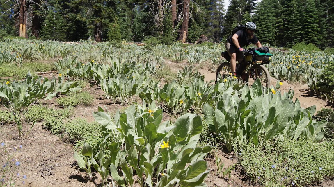 Front right view of a cyclist on a bike loaded with gear, rides on a dirt trail between a field of weeds