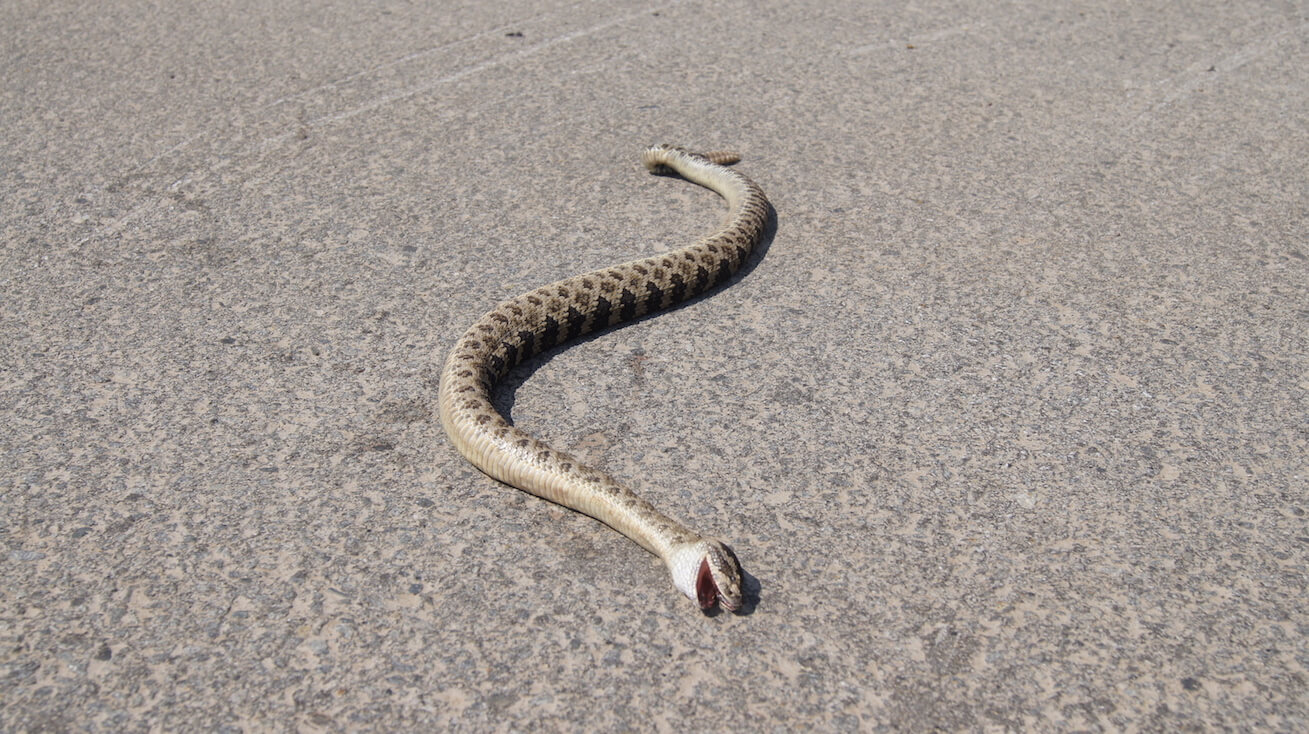 Dead rattlesnake in the middle of a paved road