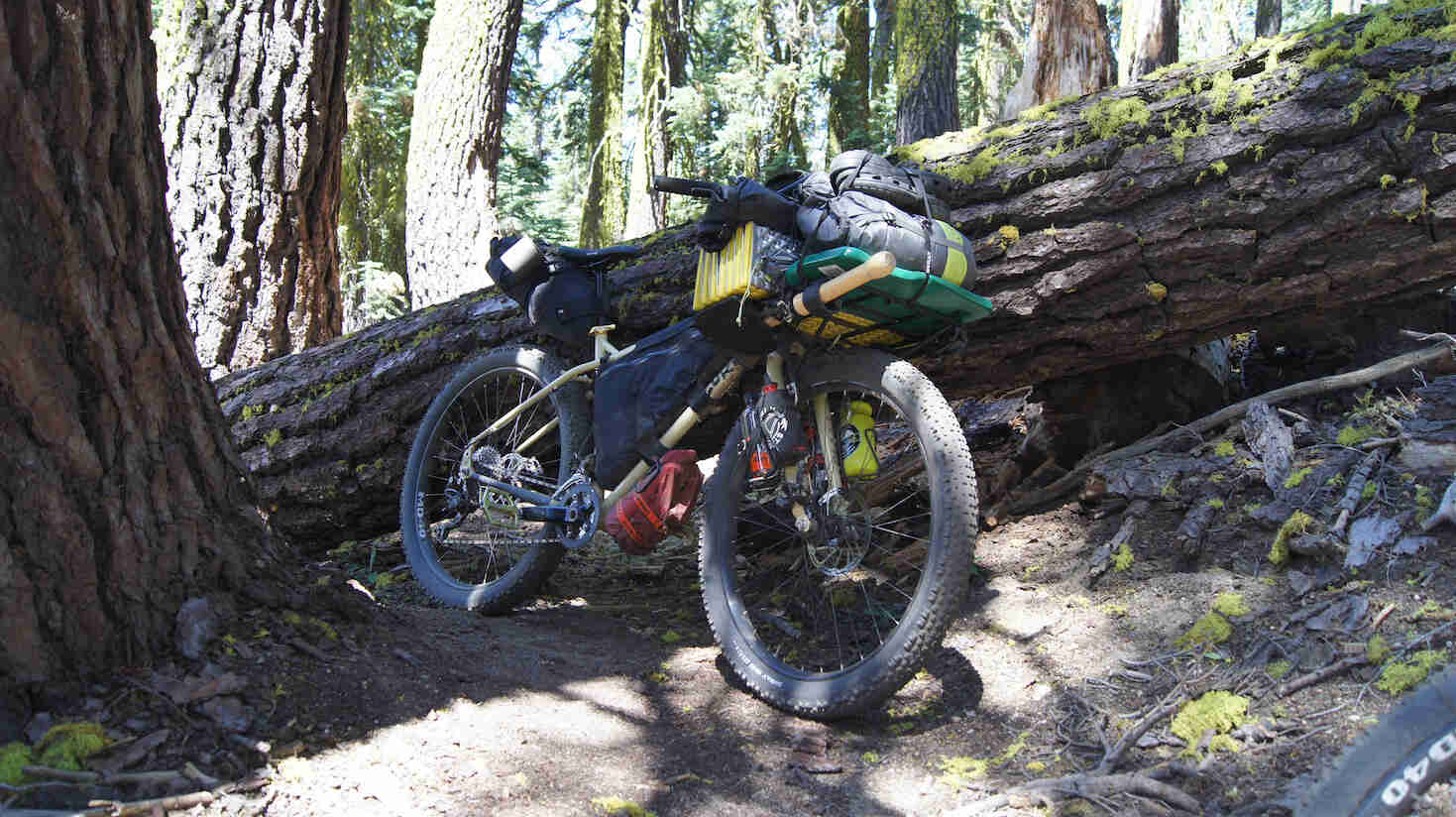 Front left view of Surly bike, loaded with gear, with a downed tree laying across a forest trail in the background