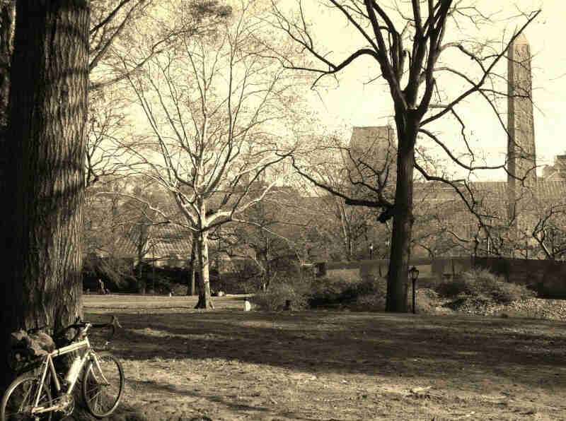 Right side view of a Surly Long Haul Trucker bike, at the base of a tree in a park field, with buildings in background