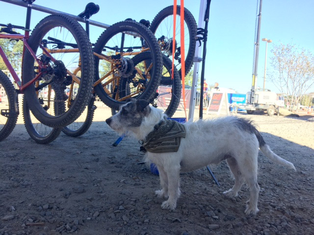 Left side view of a dog, standing in gravel, next to the rear tires of a row of bikes