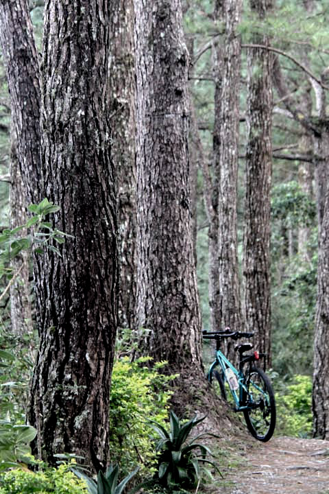Rear view of a Surly bike leaning on a large pine tree, on the side of a forest trail