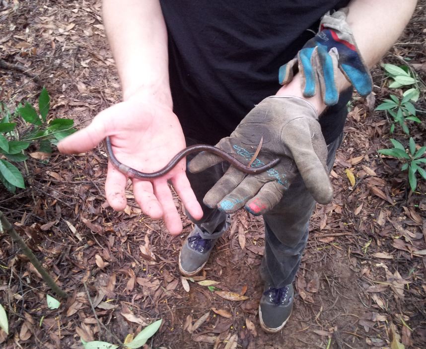 Downward view of a large earthworm, stretched across a person's palms, who is standing of leafy ground