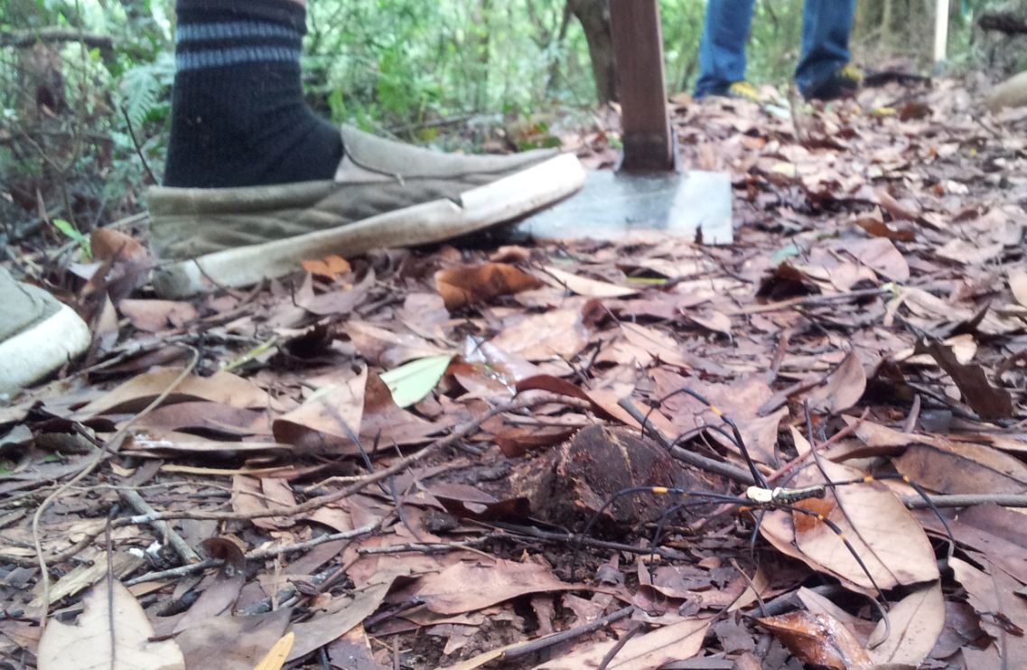 Side, ground level view of a large spider walking on leaf covered ground, with a person's shoe in the background