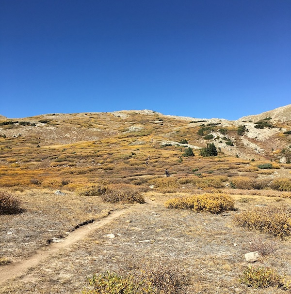 A narrow dirt trail leading to a mountain hill covered with yellow bushes and blue sky behind