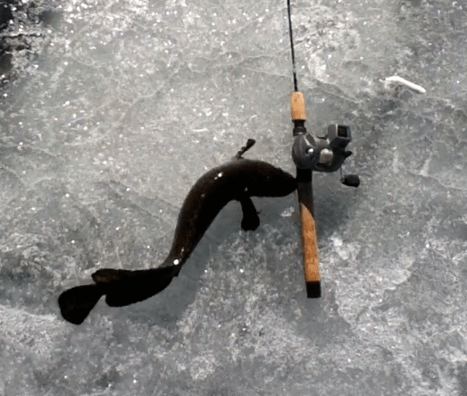 Downward view of an eel pout fish, next to an fishing rod, on an icy area