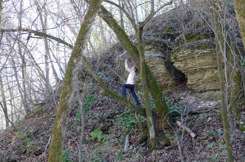 A child walking on a tree branch in the woods, next to a rock cliff