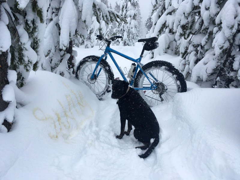A black lab dog sitting in deep snow, in front of a Surly fat bike, with snow covered trees all around