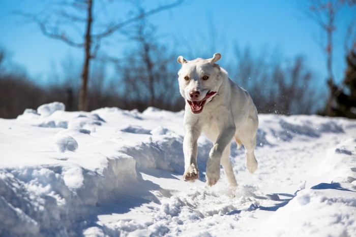Front view of a large dog, leaping through the air on a snow covered trail, with trees in the background