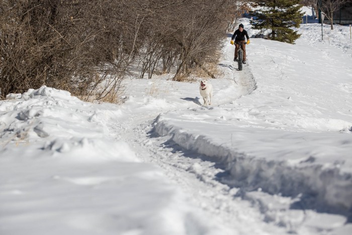 Front view of a cyclist, riding a Surly fat bike down a snow covered trail, with a dog running in front of them