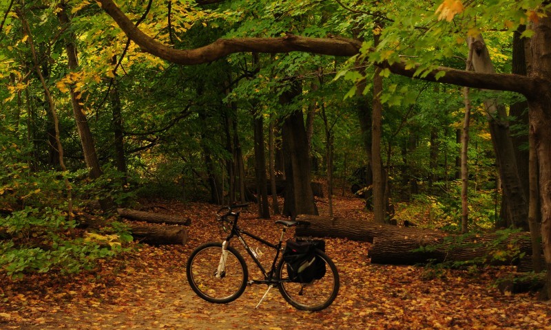 Left side view of a black Surly bike with rear saddlebags, parked on a leaf covered clearing in a green forest