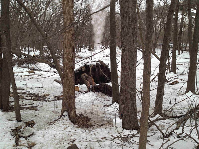 A felled tree laying on snow in the bare woods, with smoke coming out of it