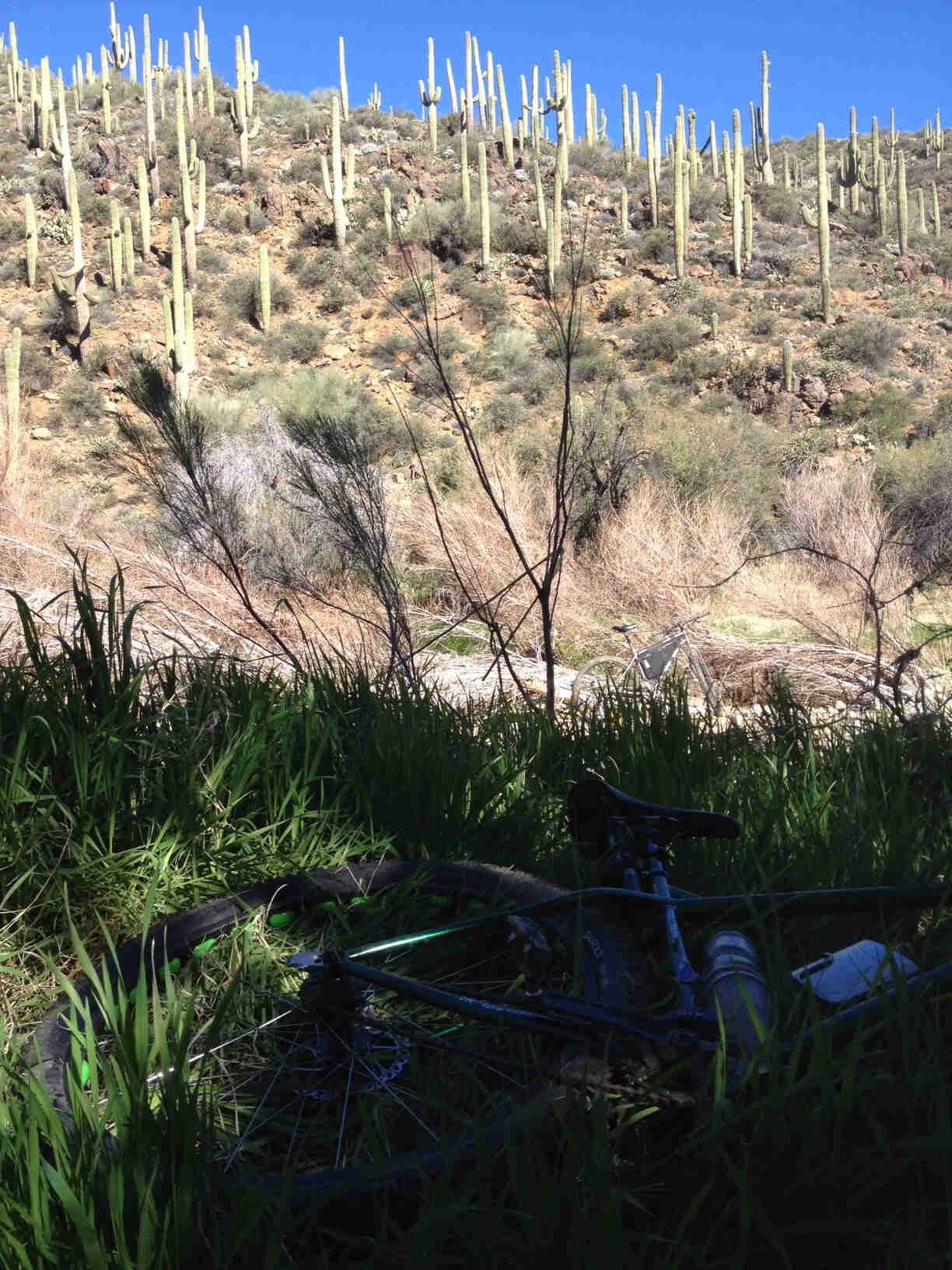 Downward, right side view of the back of a Surly fat bike, laying in tall grass, at the base of a cactus covered hill