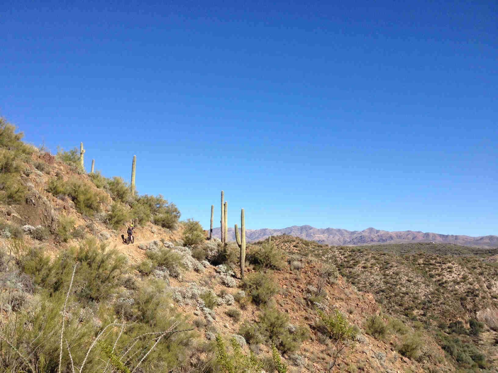 Distance rear view of a cyclist riding a Surly fat bike across a desert hill with bushes and cacti