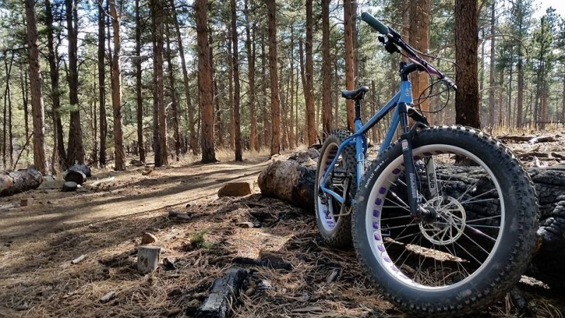 Front, right side view of a blue Surly fat bike, parked along a log on the side of a dirt trail in a pine forest