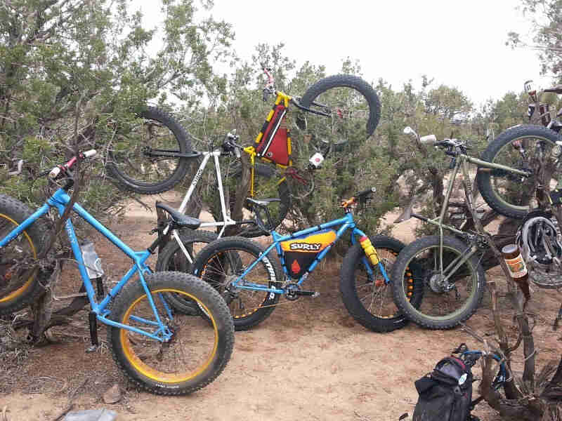 Surly fat bikes, in multiple positions, in and around a sandy area and large bushes
