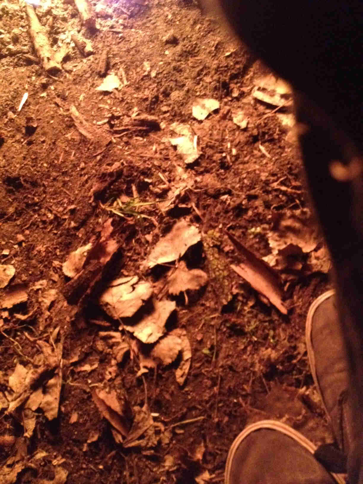 Down view of dirt and leaves, with the front of a person's shoes at the bottom right
