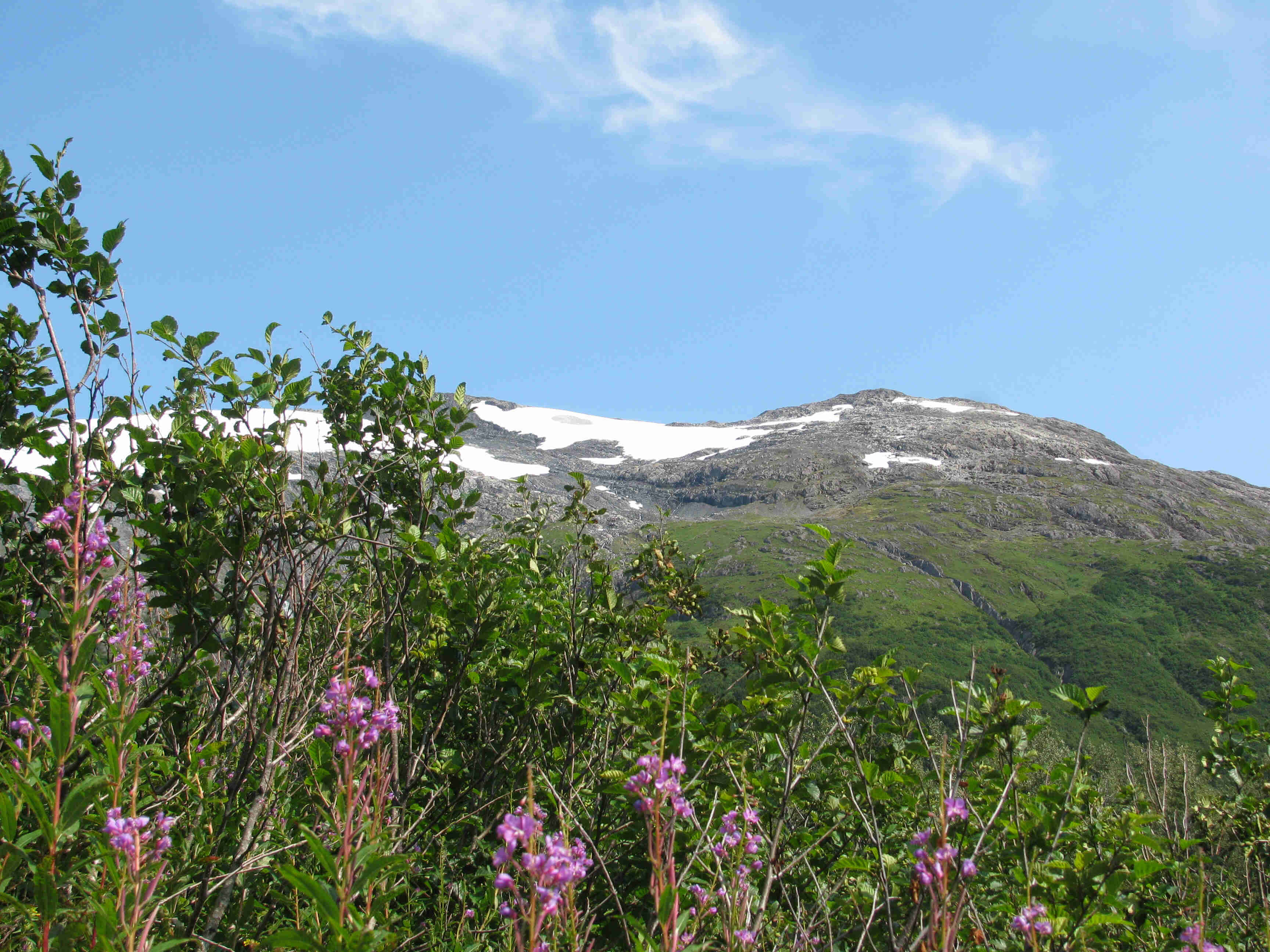 Green brush and purple flowers, and a mountain with a little snow on top, in the background