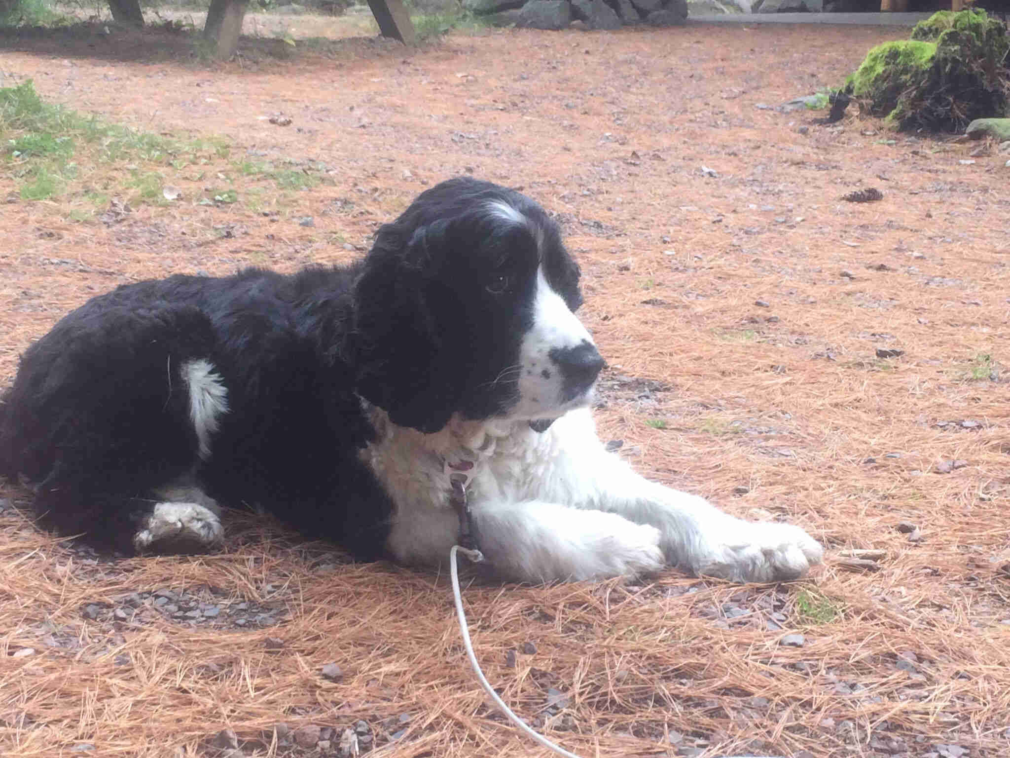 Right side view of a black and white dog on a lease, laying down in a field of pine needles