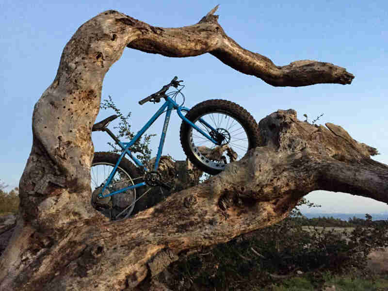 Right side view of a blue Surly Ice Cream truck fat bike, parked on top of a branch, in between a forked, downed tree