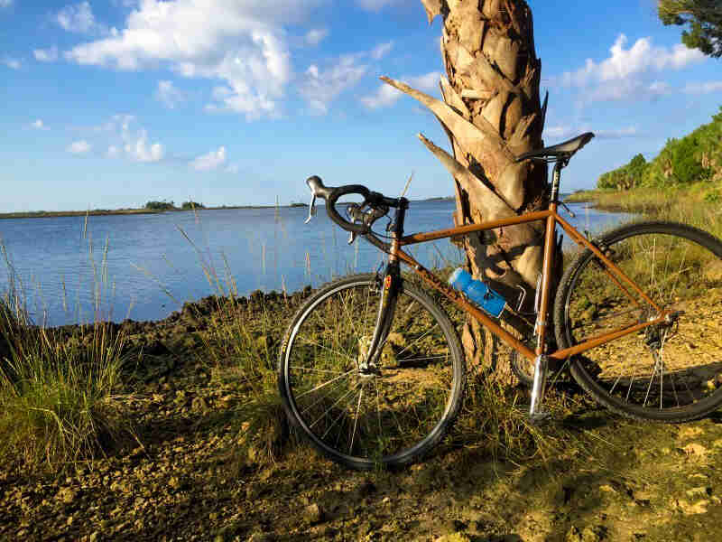 Left profile of a Surly bike parked against a palm tree, near the bank of a lake