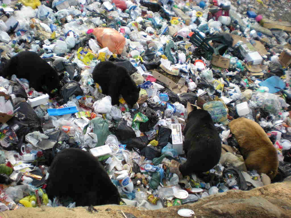 Five black bears rummaging through a trash dump
