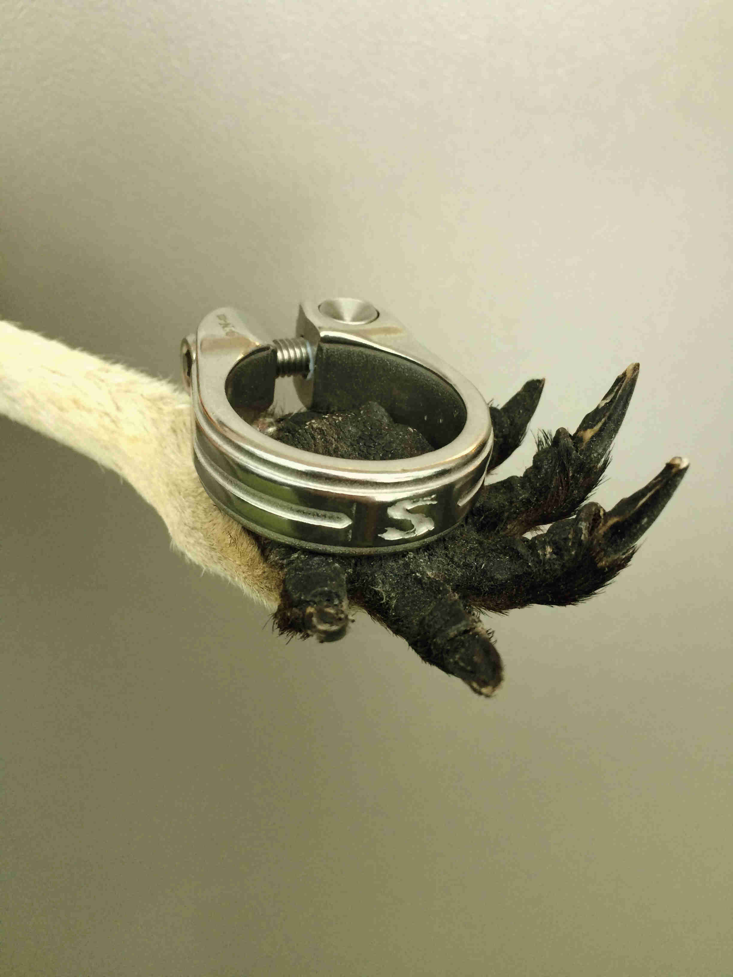 A stainless steel Surly Bikes seat collar, set on top of the paw of some type of taxidermied animal