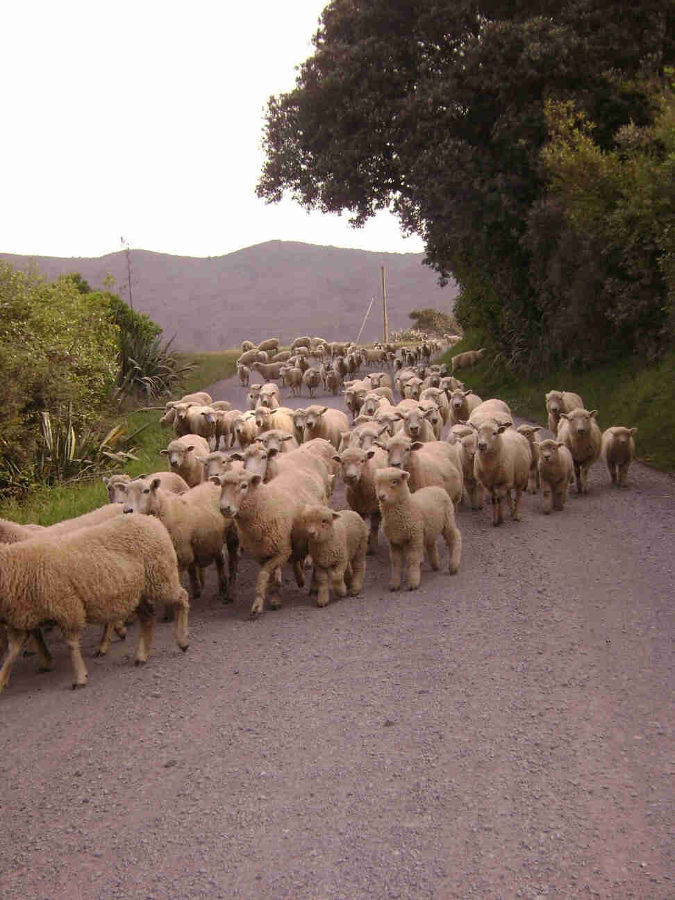 Left side view of sheep crossing a gravel road, with a tree on the right, and mountains in the background