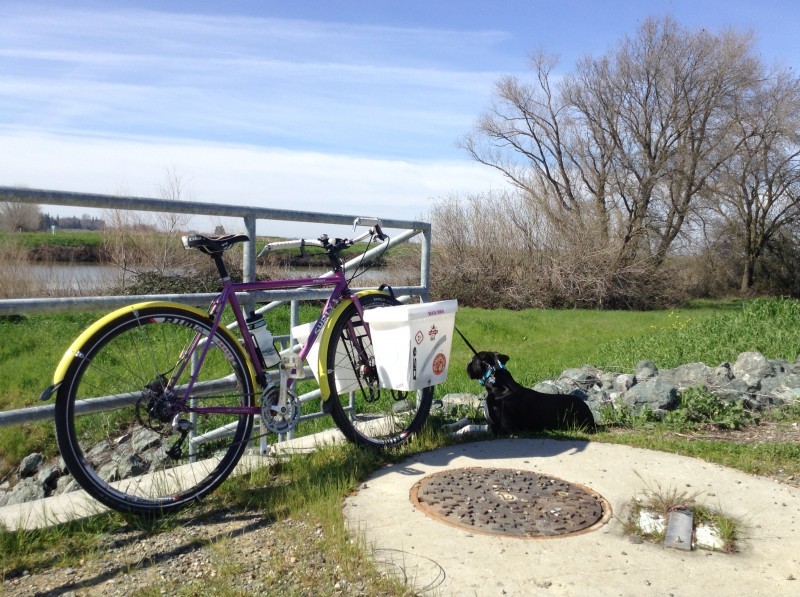 Right side view of a purple Surly Straggler bike with fork bins, leaning on a handrail next to a leashed dog laying down