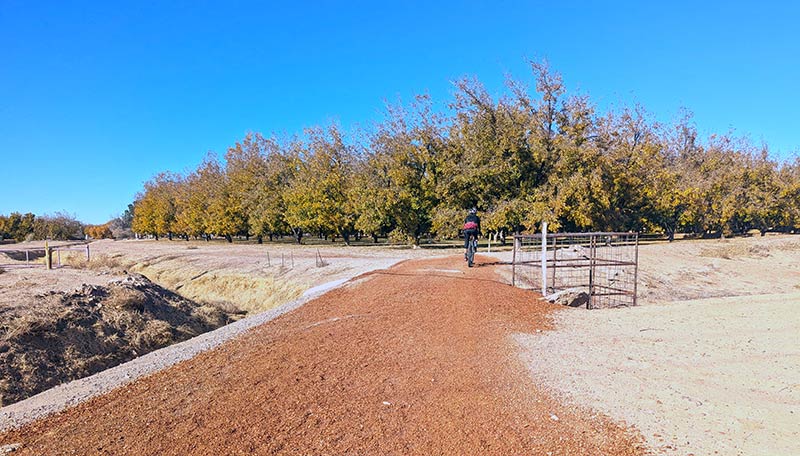 Cyclist on gravel bike trail next to orchard clear blue sky