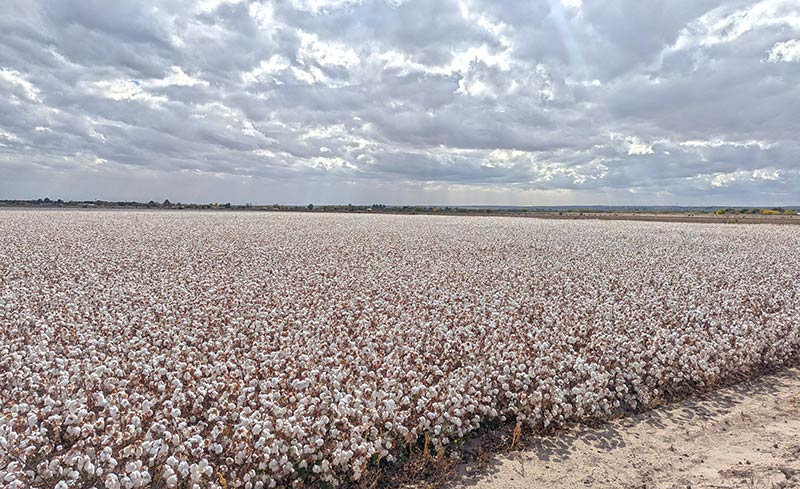 Field of puff cotton plants