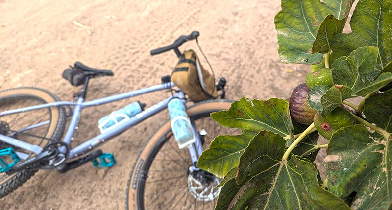 Ripe figs with Surly Grappler in background laying on side