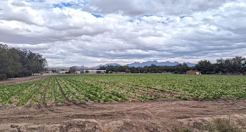 View of farm field with rows of plants with irrigation between