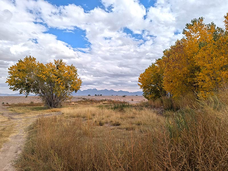 Double track road with yellowing trees